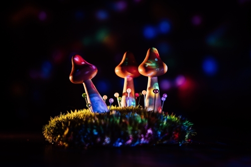 Scientists Discover That a Single Dose of Psilocybin Changes the Human Brain
