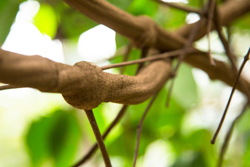 Ayahuasca psychedelic DMT shows promise as depression therapy