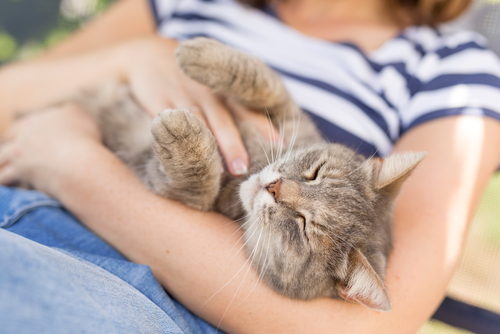 Are Countries with more cats happier?